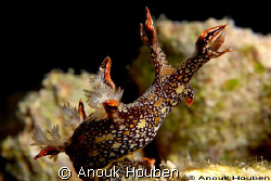 Bornella anguilla. Picture taken in Panglao, Philippines. by Anouk Houben 